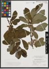 Foto von Salix appendiculata Vill.